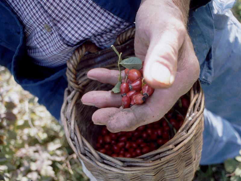 Entdeckungen im Schwarzbubenland