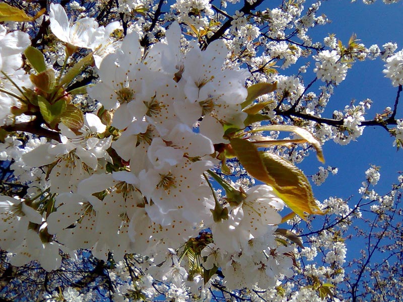 Wanderung Kirschenparadies