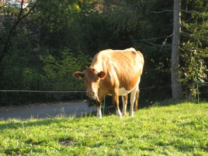 Kinderwagentaugliche Rundtour Seewen