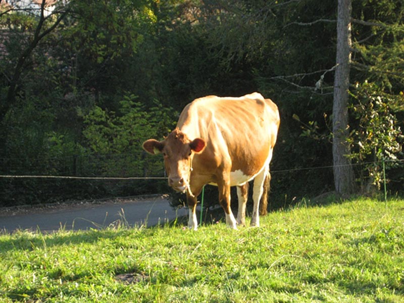 Kinderwagentaugliche Rundtour Seewen