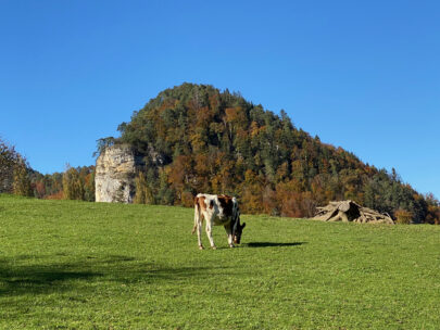 Erschwil Felsvorsprung Mitte mit Kuh_Sebastian Jüngel