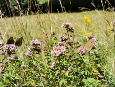 IMG_20220709_124547