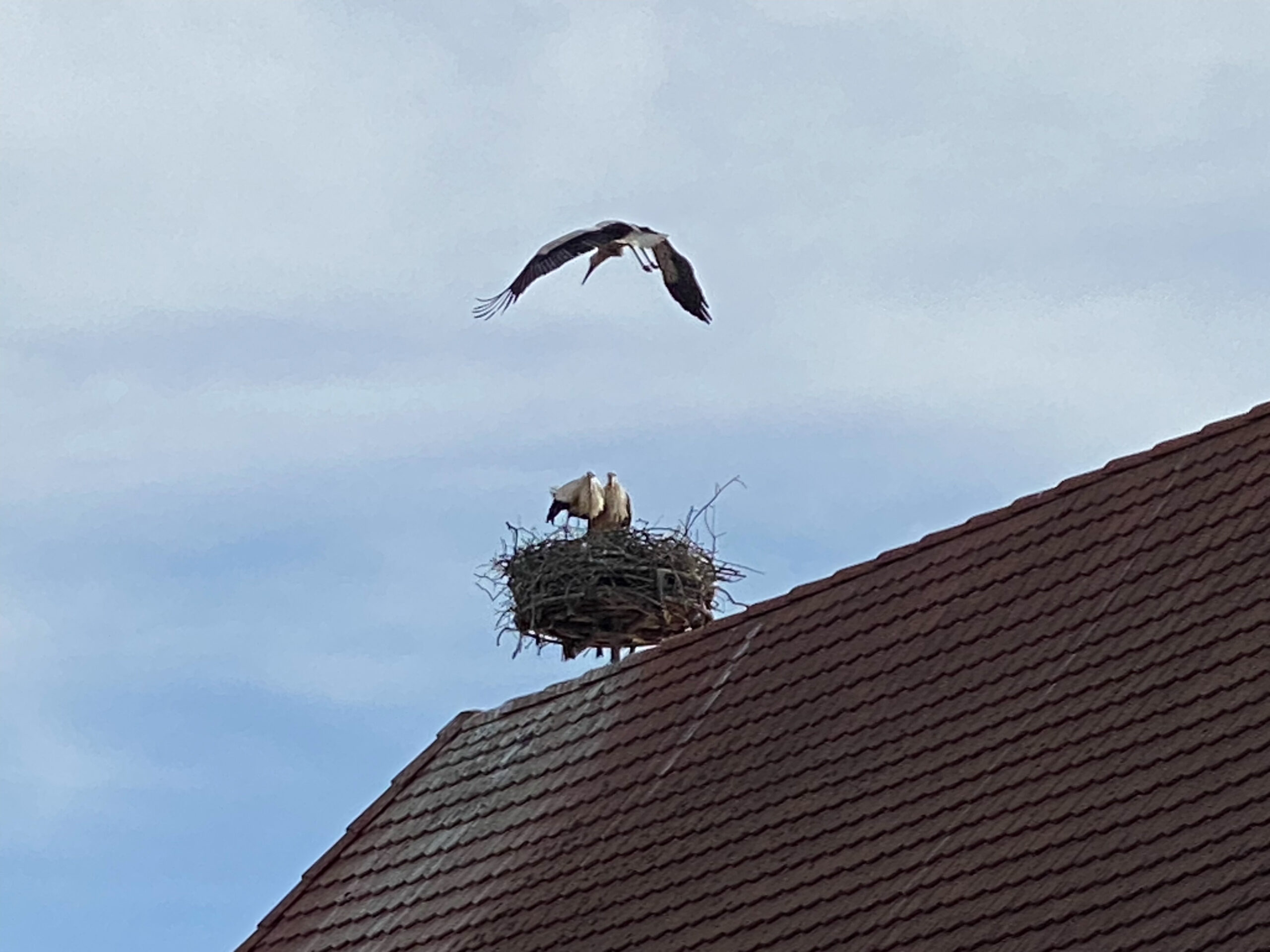 Rodersdorf Storchennest Beim Anflug_Sebastian Juengel