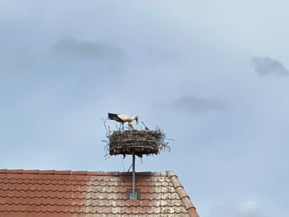 Rodersdorf Storchennest Fuettern_Sebastian Juengel