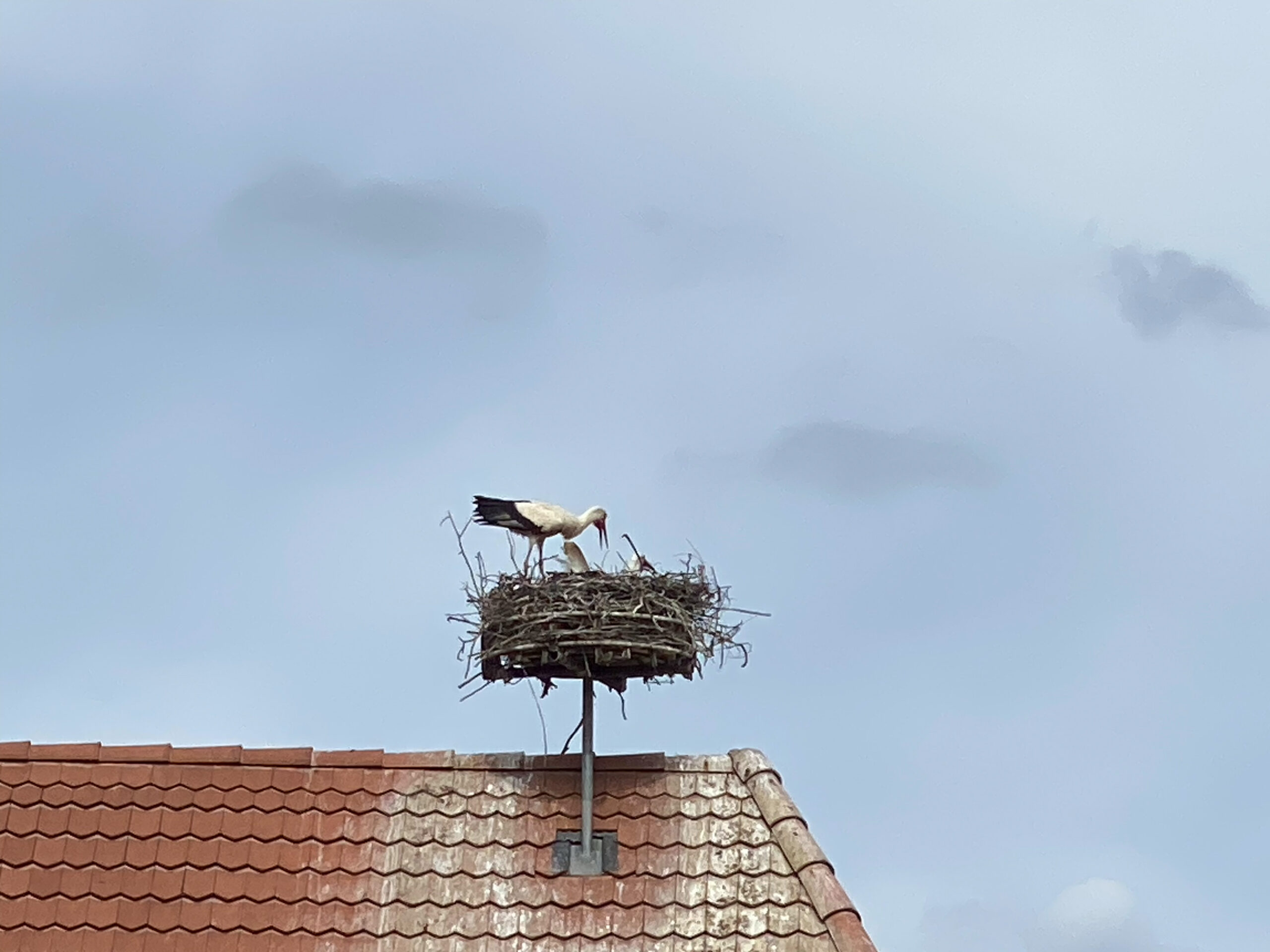 Rodersdorf Storchennest Fuettern_Sebastian Juengel