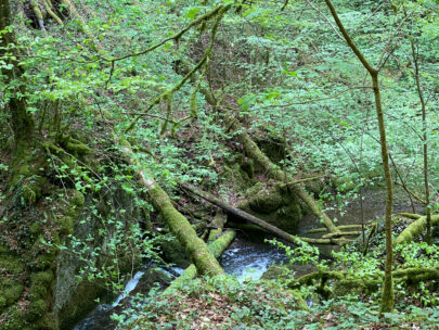 Meltingen Chaltbrunnental Bemooste Baeume_Sebastian Juengel