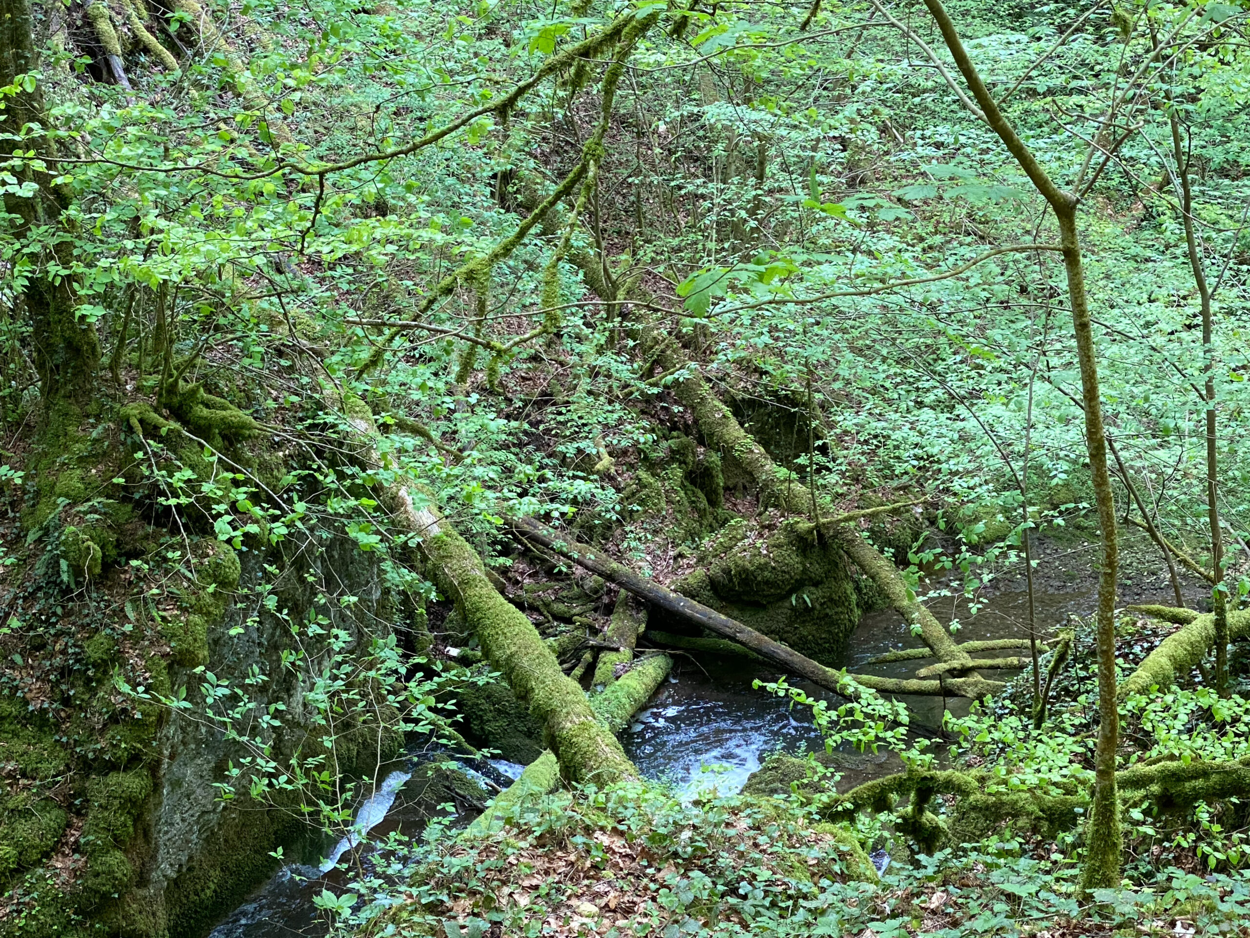 Meltingen Chaltbrunnental Bemooste Baeume_Sebastian Juengel