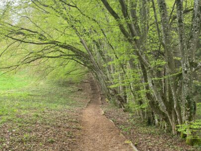 IMG_5091_Chaelegrabeschlucht_Allee_Sebastian Juengel Kopie