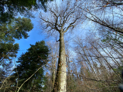 Rodersdorf Grenzkulturweg Maechtige Buche_Sebastian Juengel