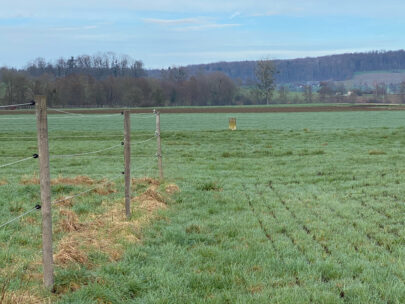 Rodersdorf Grenzkulturweg Stein auf Weide_Sebastian Juengel