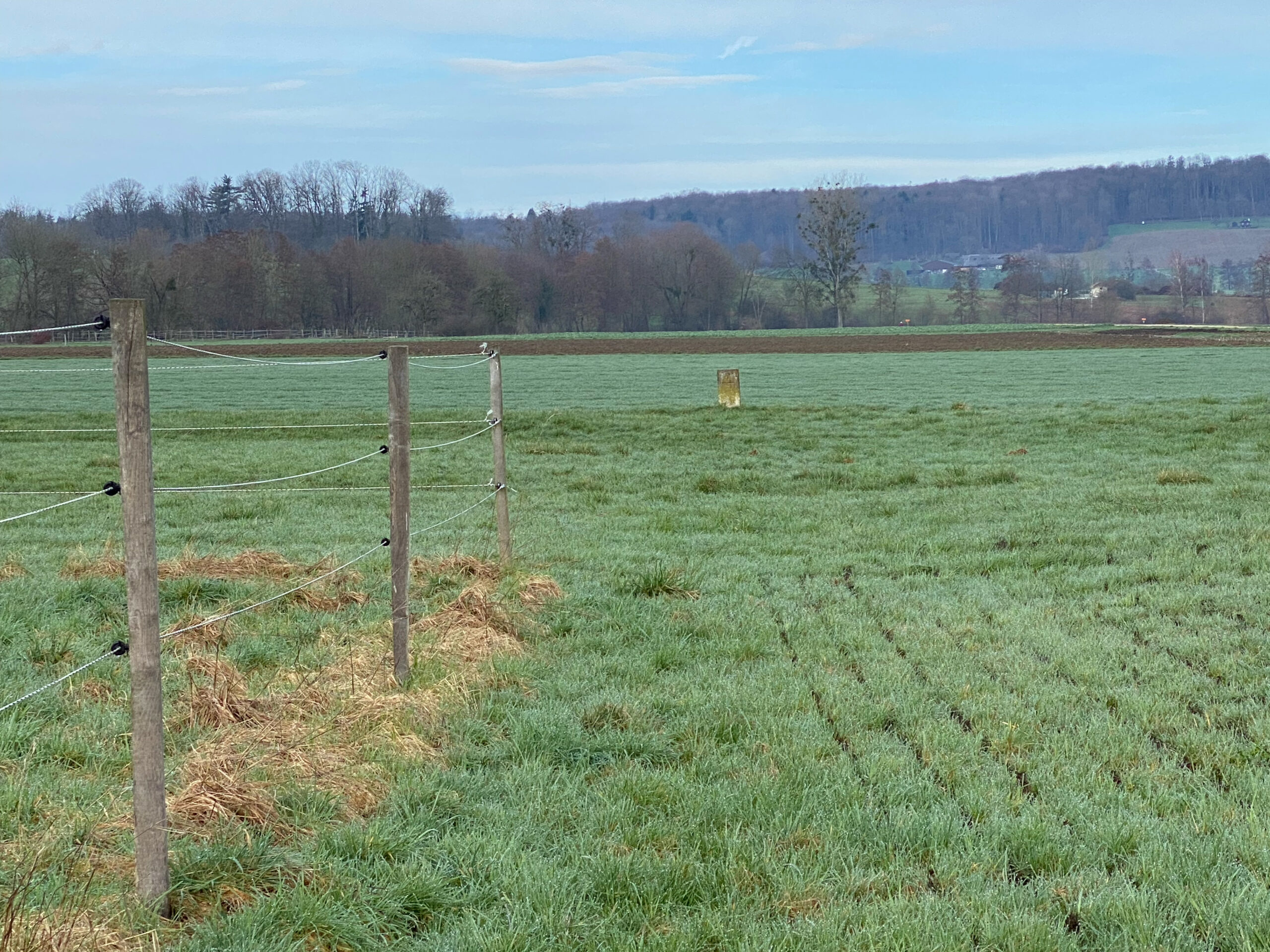 Rodersdorf Grenzkulturweg Stein auf Weide_Sebastian Juengel