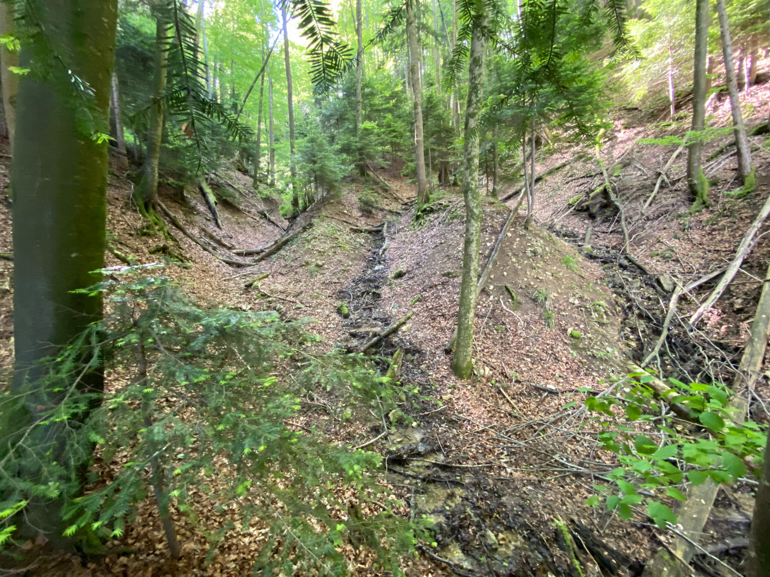 Meltingen Beinwil Wanderweg Wald Schlucht_Sebastian Juengel
