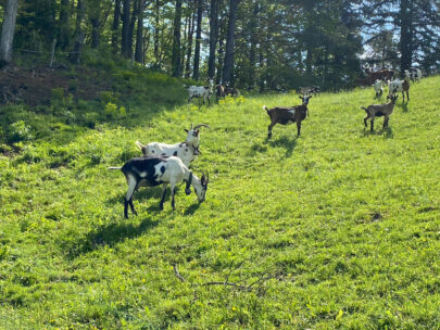 Meltingen Beinwil Ziegen_Sebastian Juengel