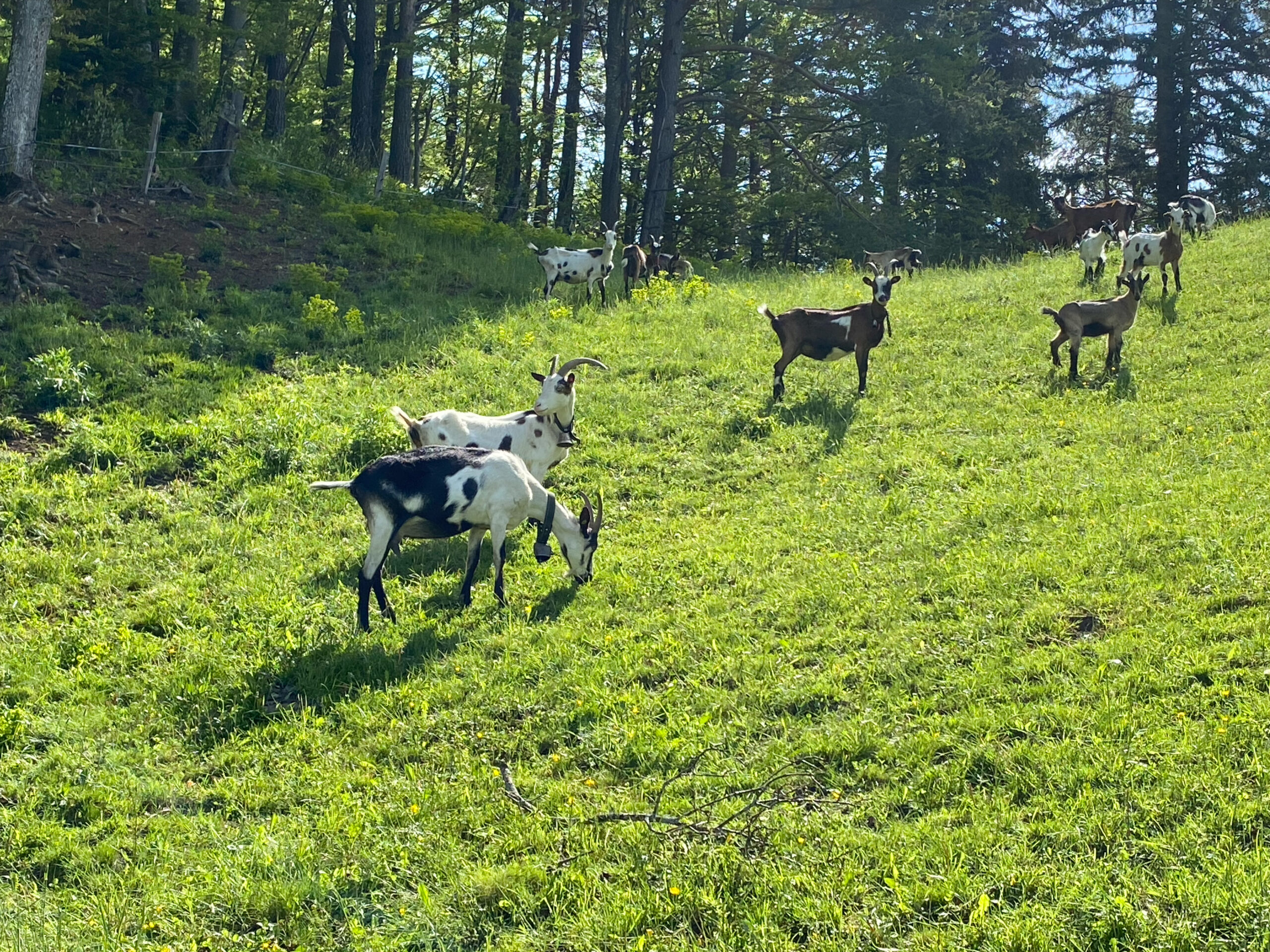 Meltingen Beinwil Ziegen_Sebastian Juengel