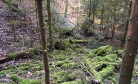 Wandertipp: Burgstelle Motte Moosgräben in Breitenbach