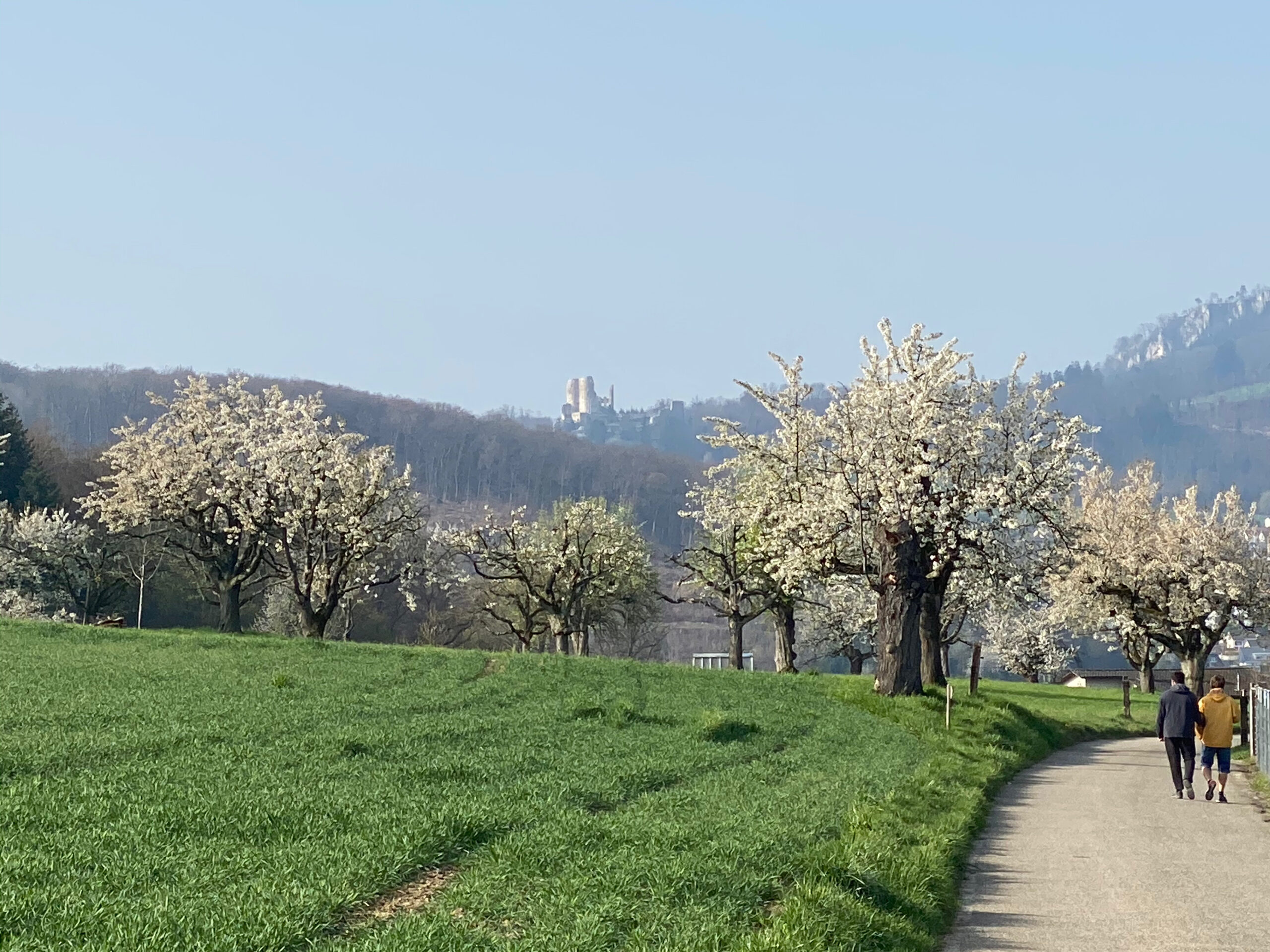 Bluescht Dornach _ Sebastian Juengel