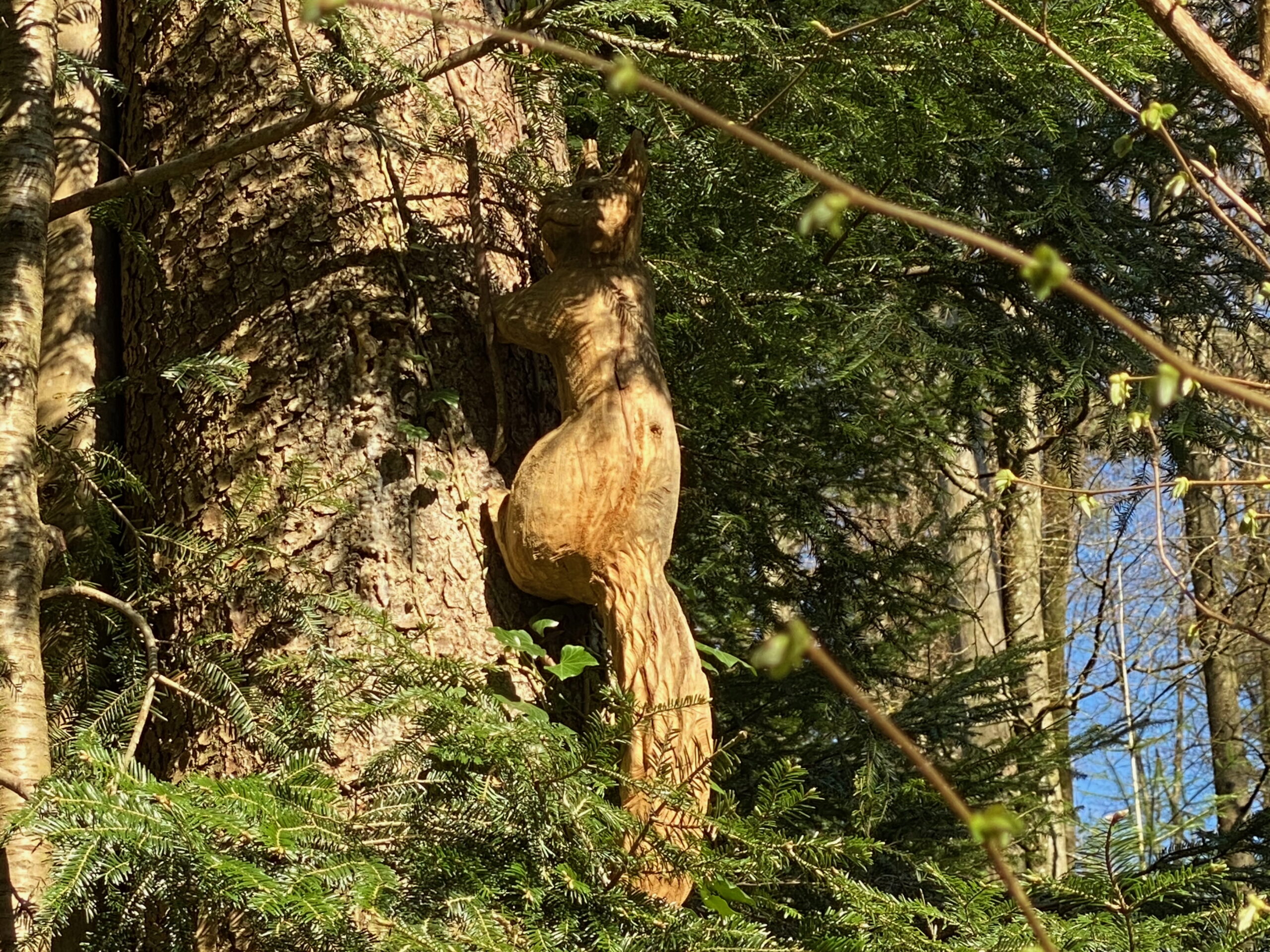 Breitenbach_Hirzewald_Eichhoernchen_Sebastian Juengel