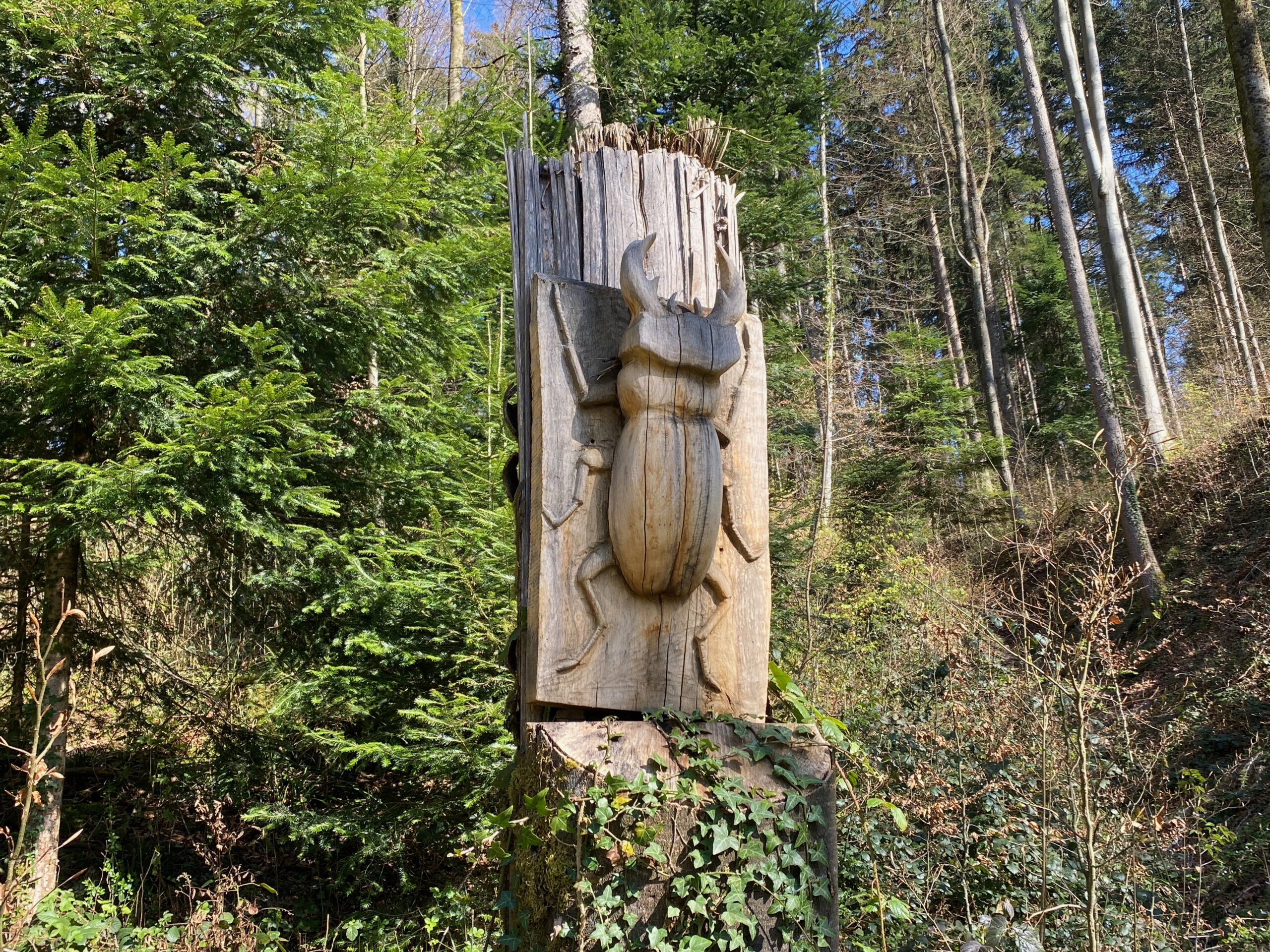 Breitenbach_Hirzewald_Hirzekaefer_Sebastian Juengel