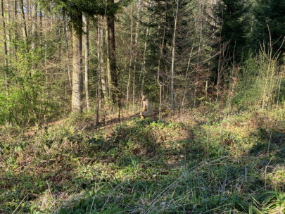 Breitenbach_Hirzewald_Luchs_Sebastian Juengel