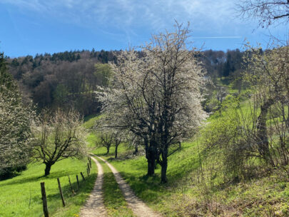 Seewen Bueren 5 Bluescht_Sebastian Juengel