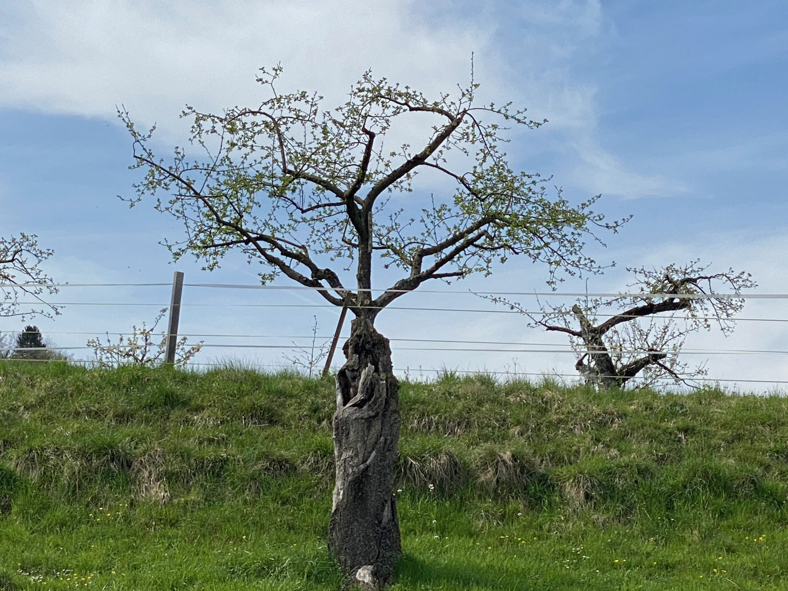 Seewen Bueren 7 NaturBaumSkulptur_Sebastian Juengel