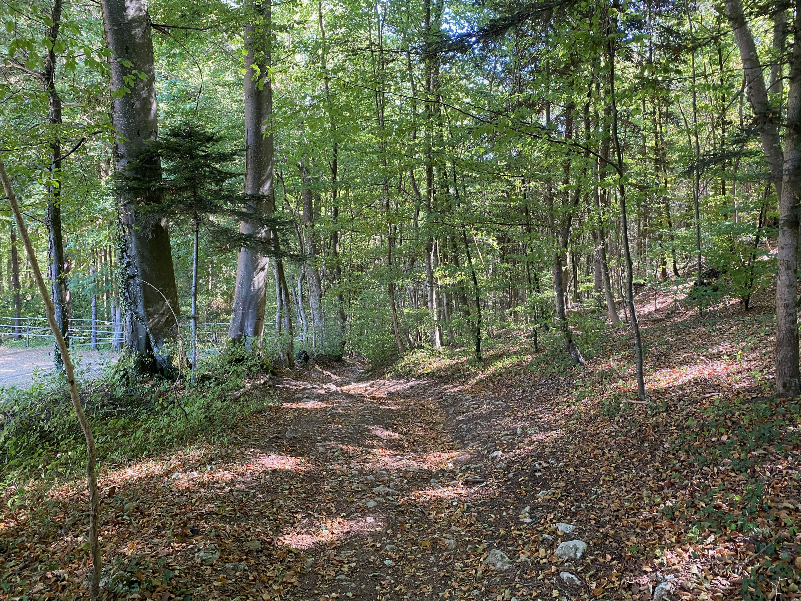 Gempen Sagenweg 2 2 Aebihalde rechts runter_Sebastian Juengel